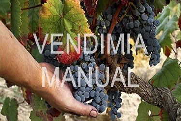 Vendimia